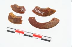 Foto von Bernsteinringperle (NHMW-PRAE-026347)